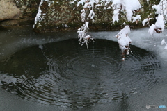 薄氷ゆるむ池