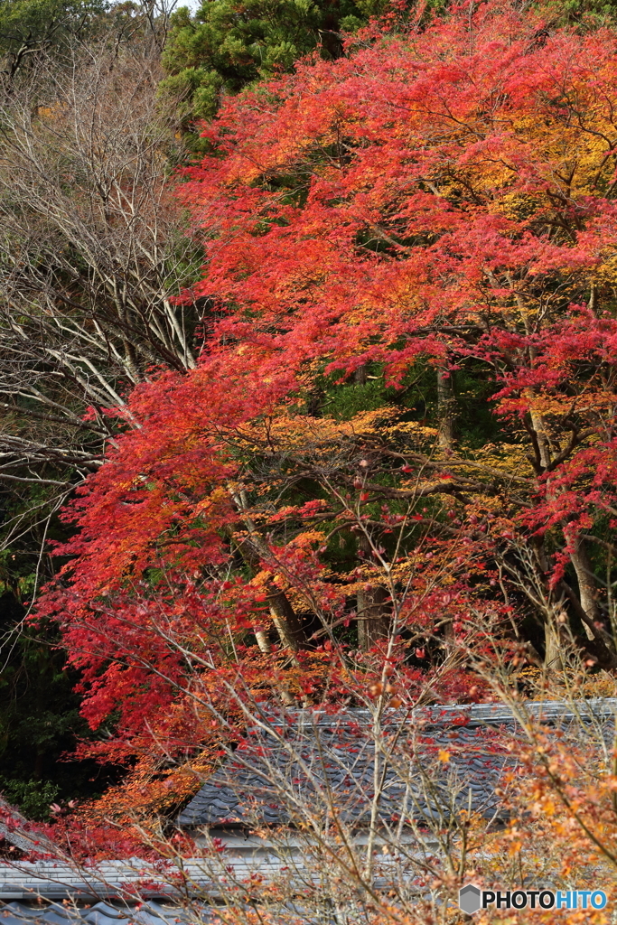 晩秋の永源寺