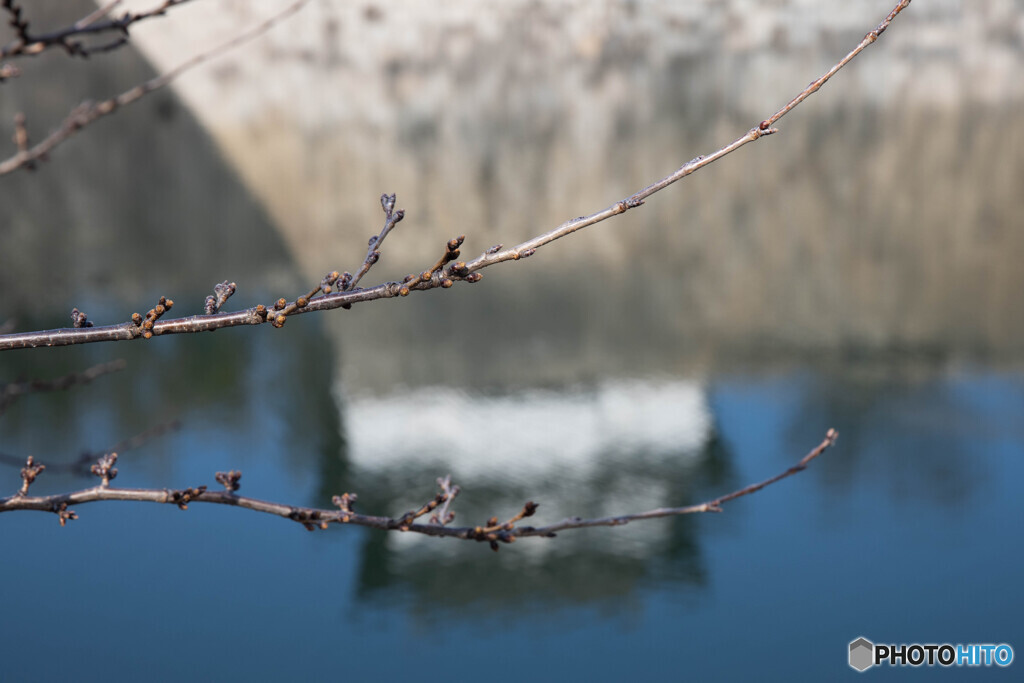 冬芽