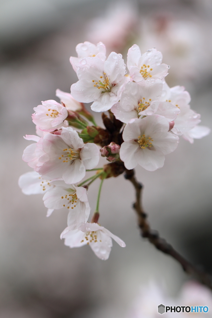 揺るる桜に