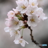 揺るる桜に