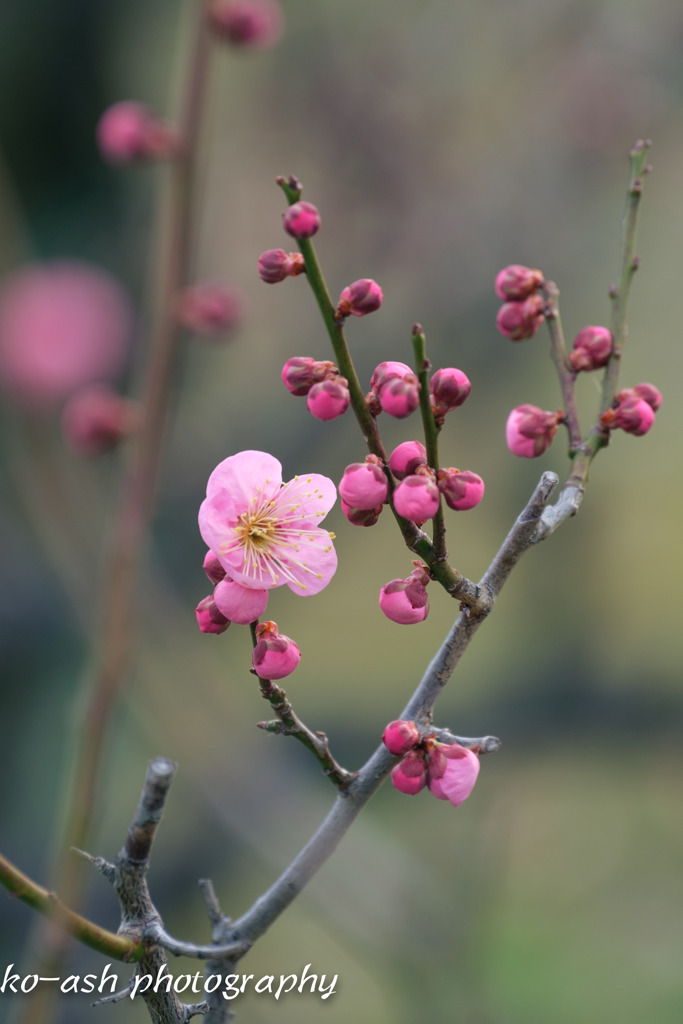 一花