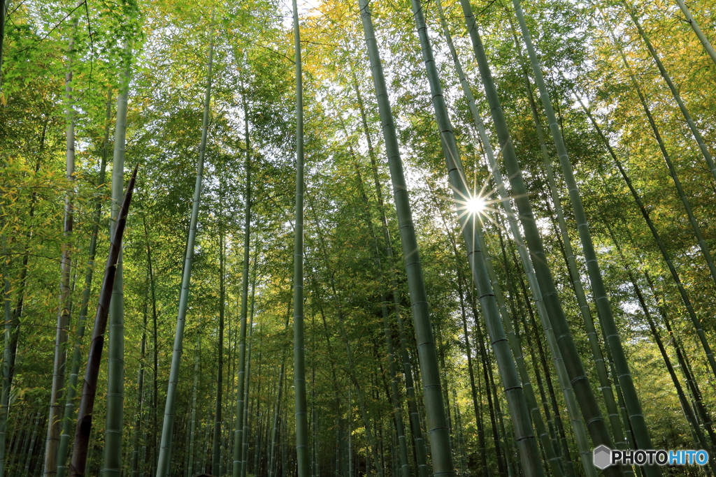 嵯峨野