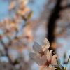 夕桜