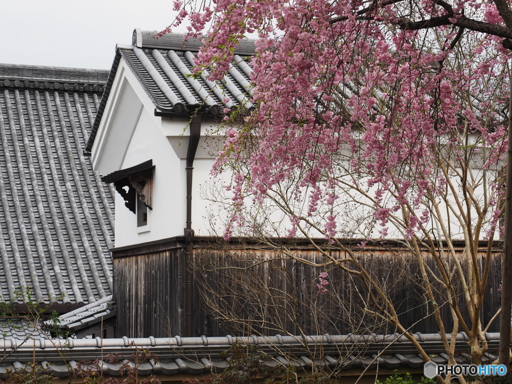 當麻寺の春