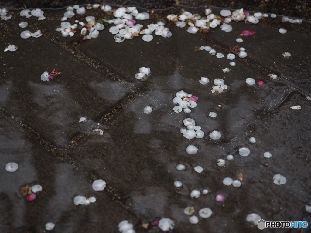 春の雨