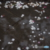 春の雨