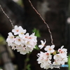 花ふたふさ