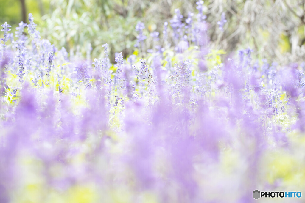 パープルウインド