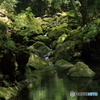 緑映す