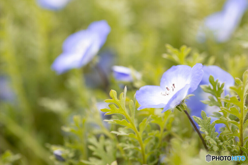 小さな森