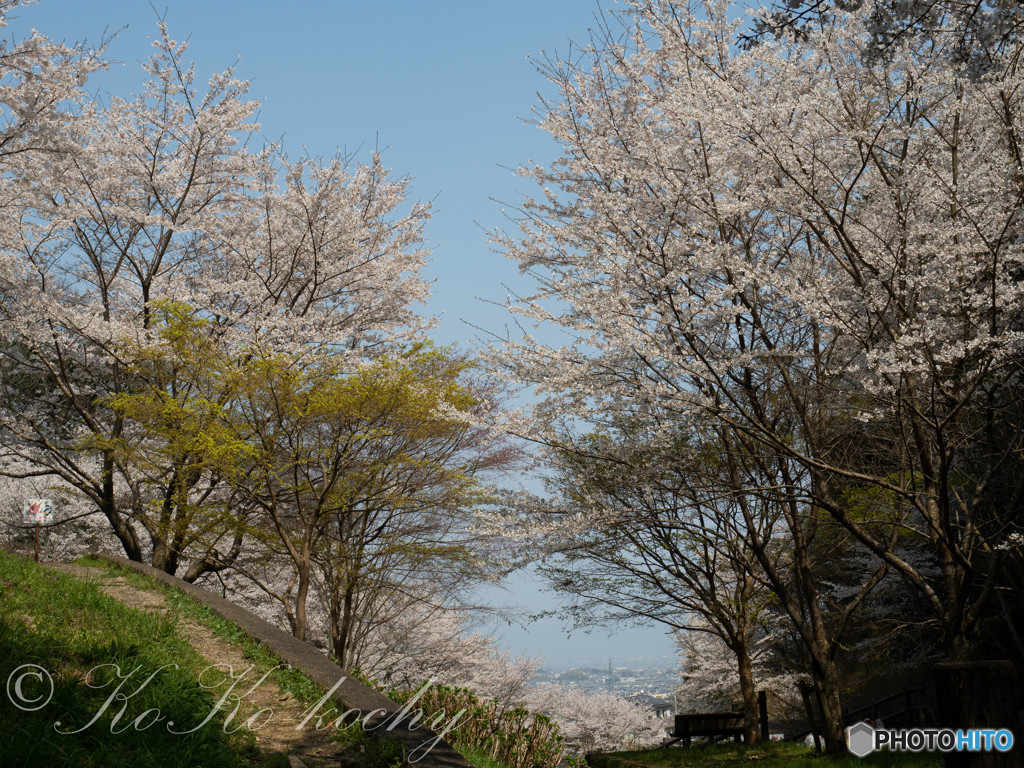 花の丘からみえる春
