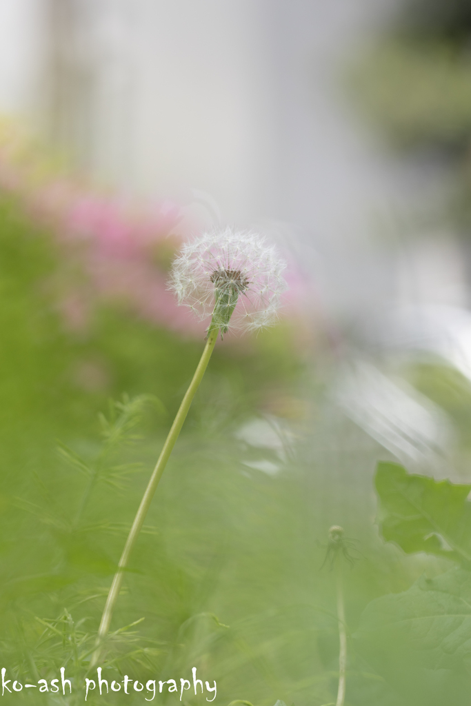 飛ぶその日まで