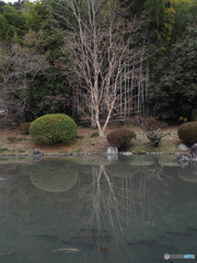 冬枯れの庭園