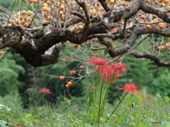 山の辺の秋