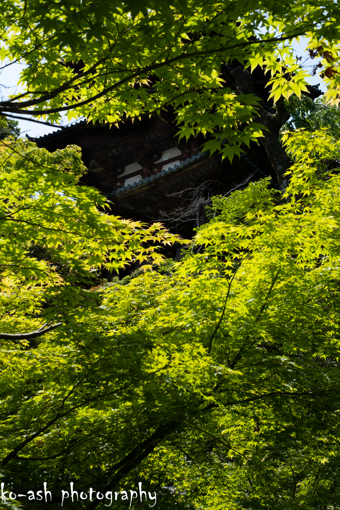 新緑の西塔