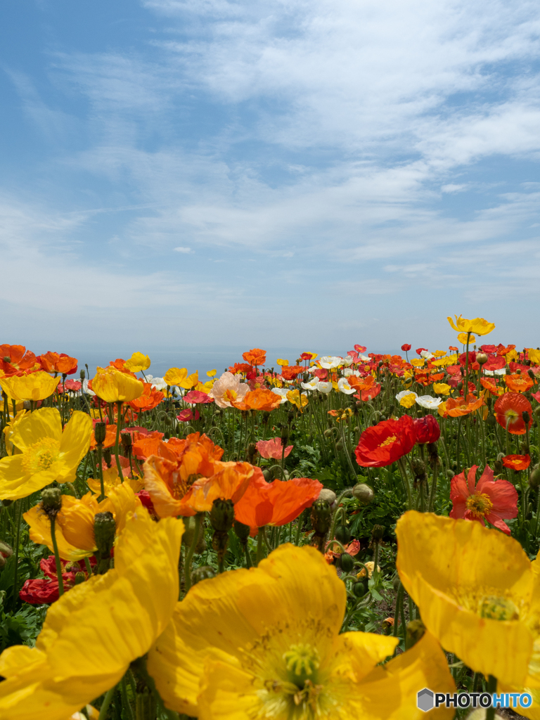 お花畑の向こうへ