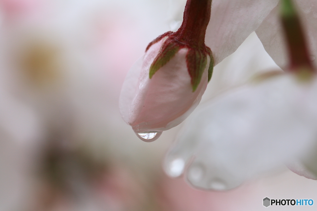 雨あがりを待つつぼみ
