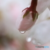 雨あがりを待つつぼみ