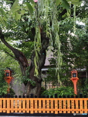 祇園白川にたたずんで