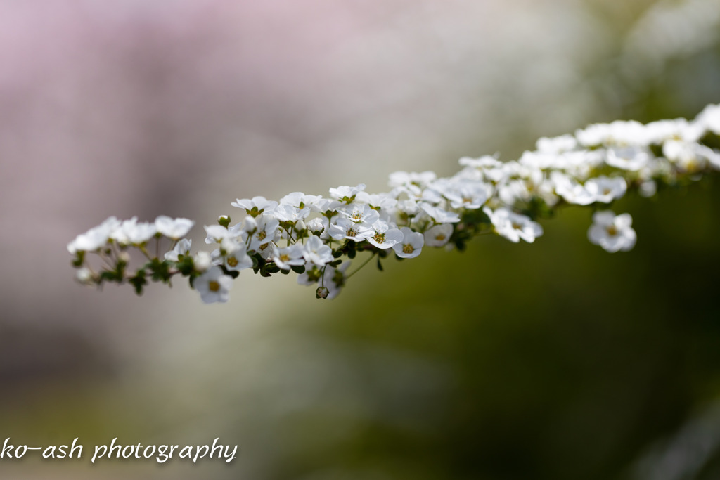花日和