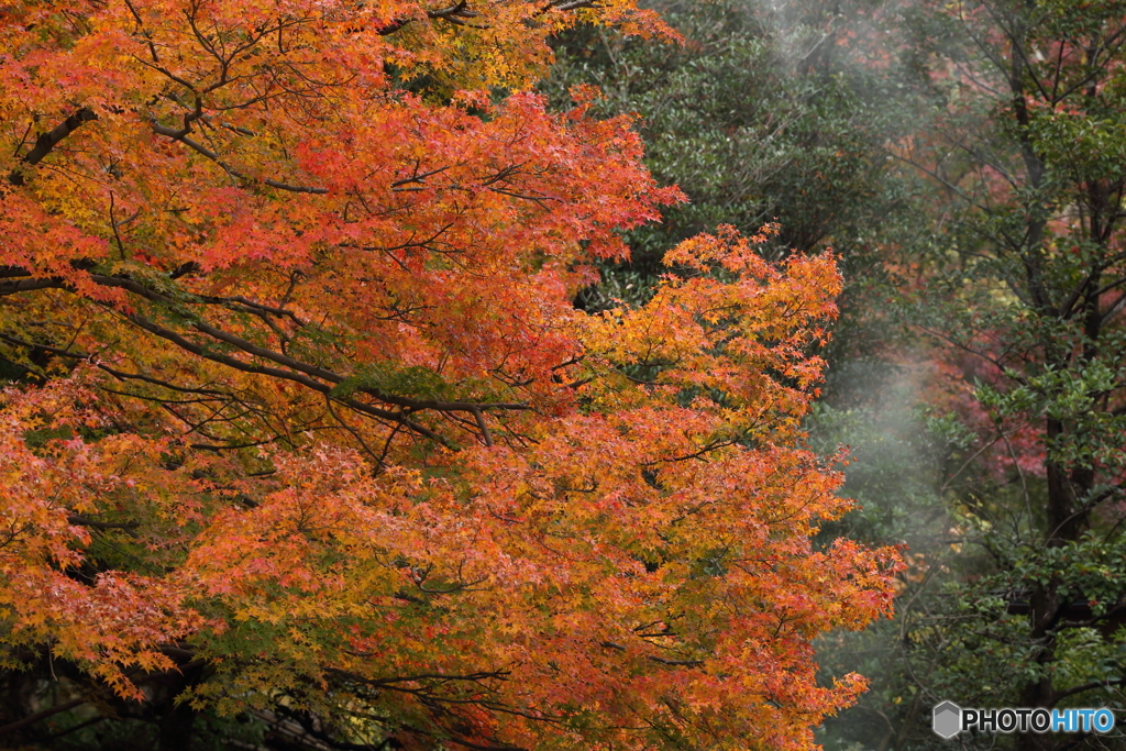 円山公園の秋