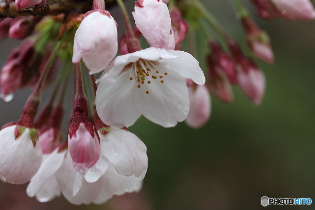 桜雨