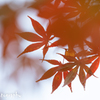 朱