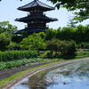 代田水