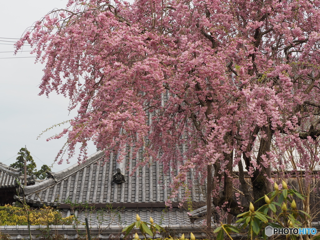 いらかと桜の宴