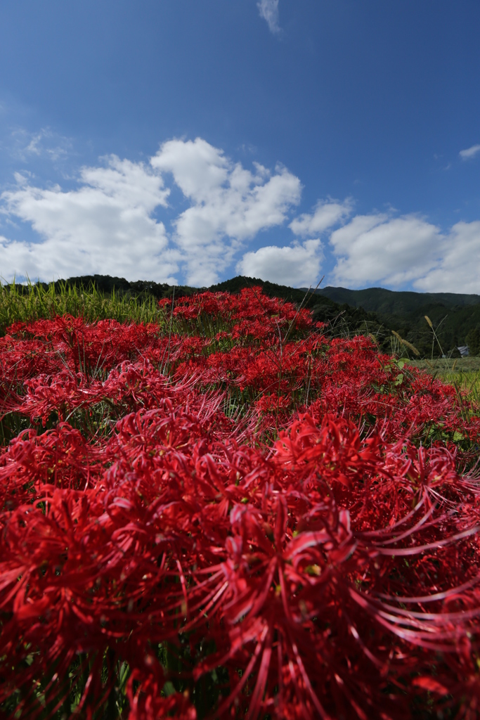 紅色のじゅうたん