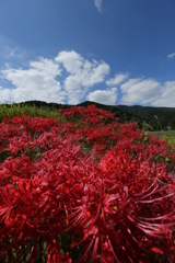 紅色のじゅうたん