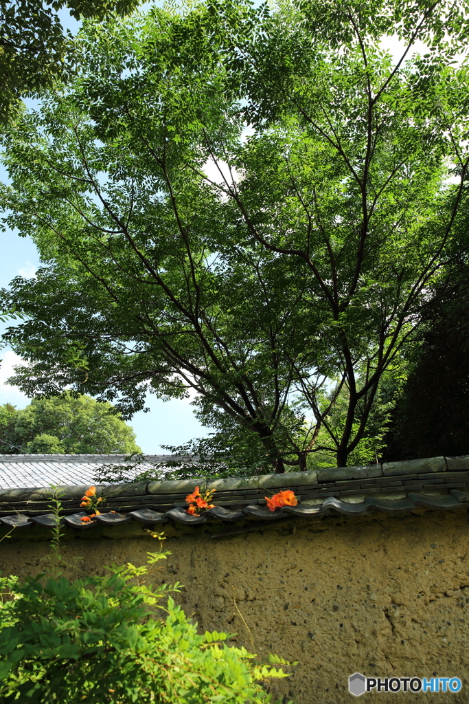 夏の日の土塀～海龍王寺～