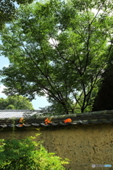 夏の日の土塀～海龍王寺～