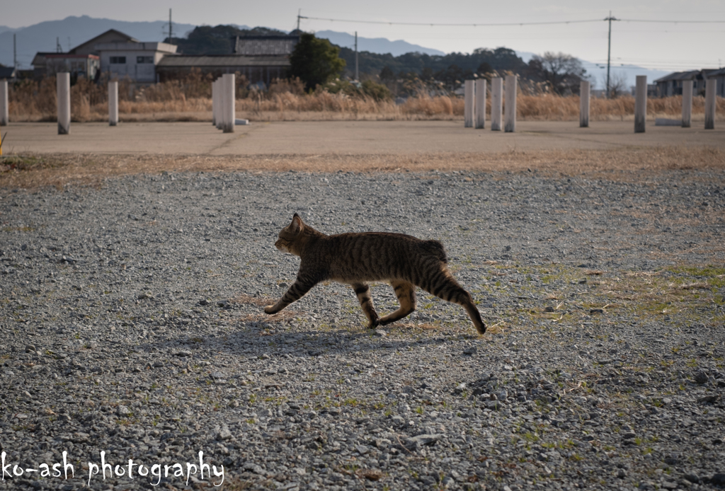 猫ステップ