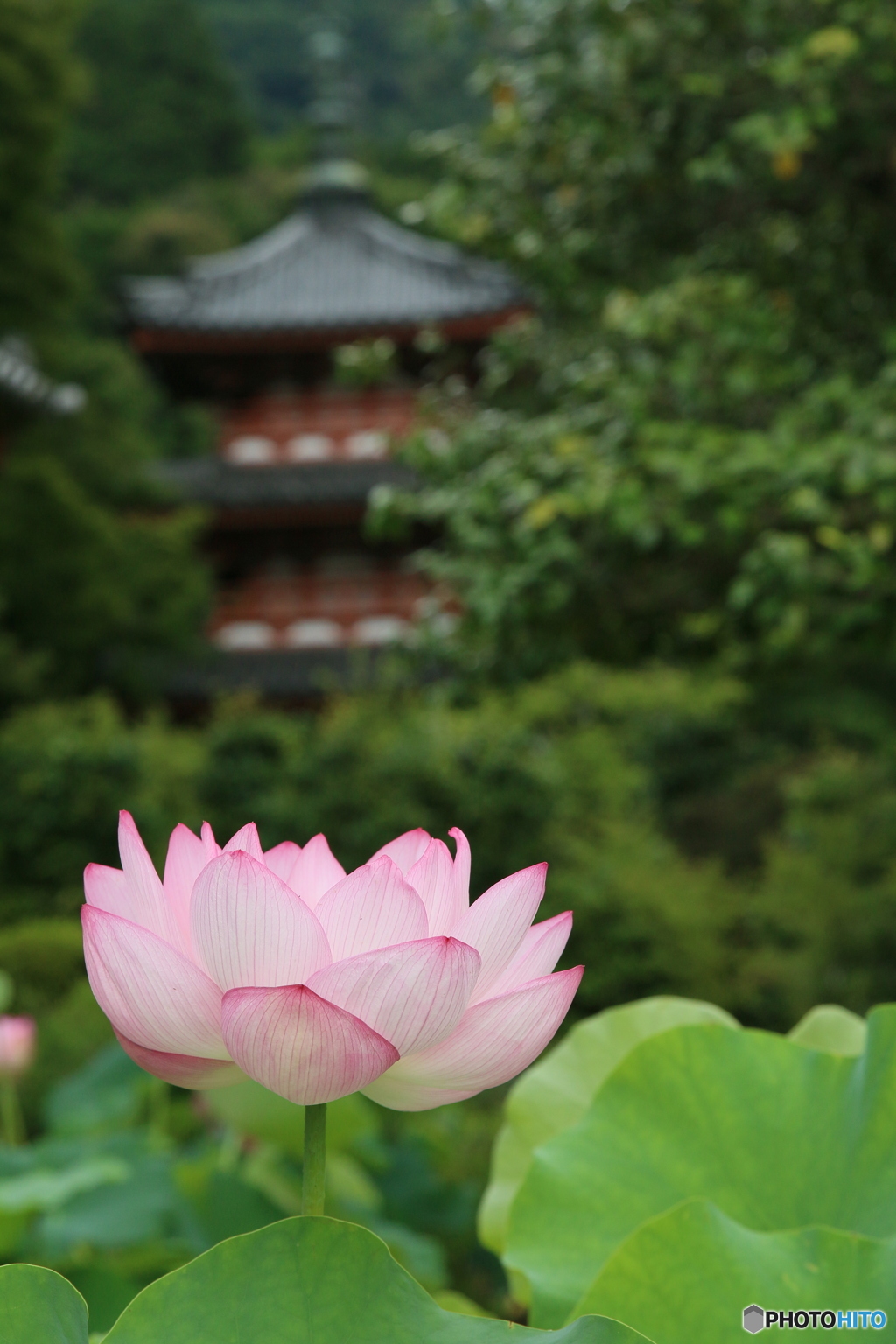 三室戸の夏