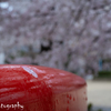 さくら雨