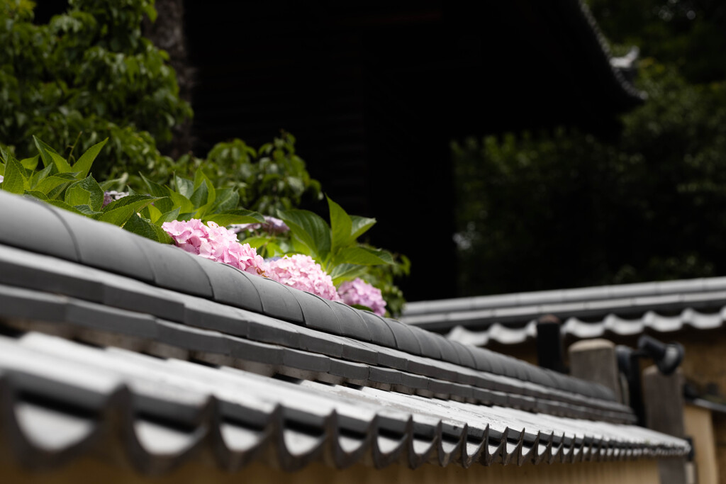 梅雨晴れの古寺