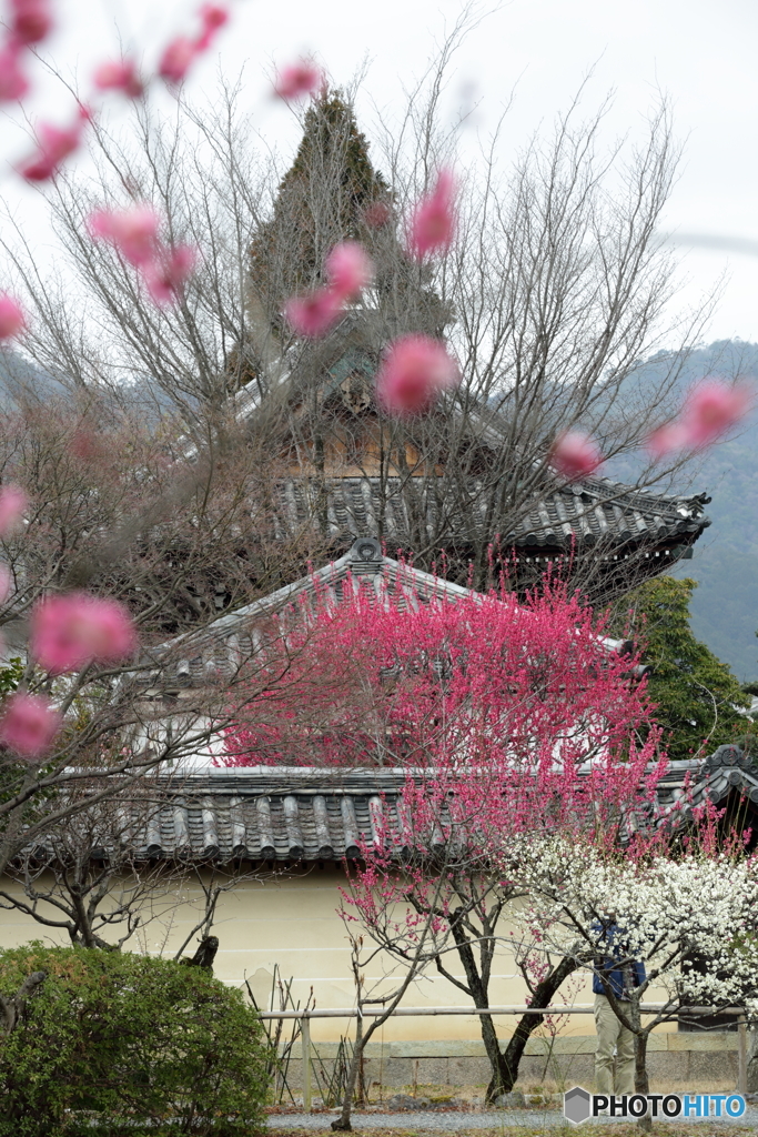 早春の香り