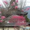 早春の香り