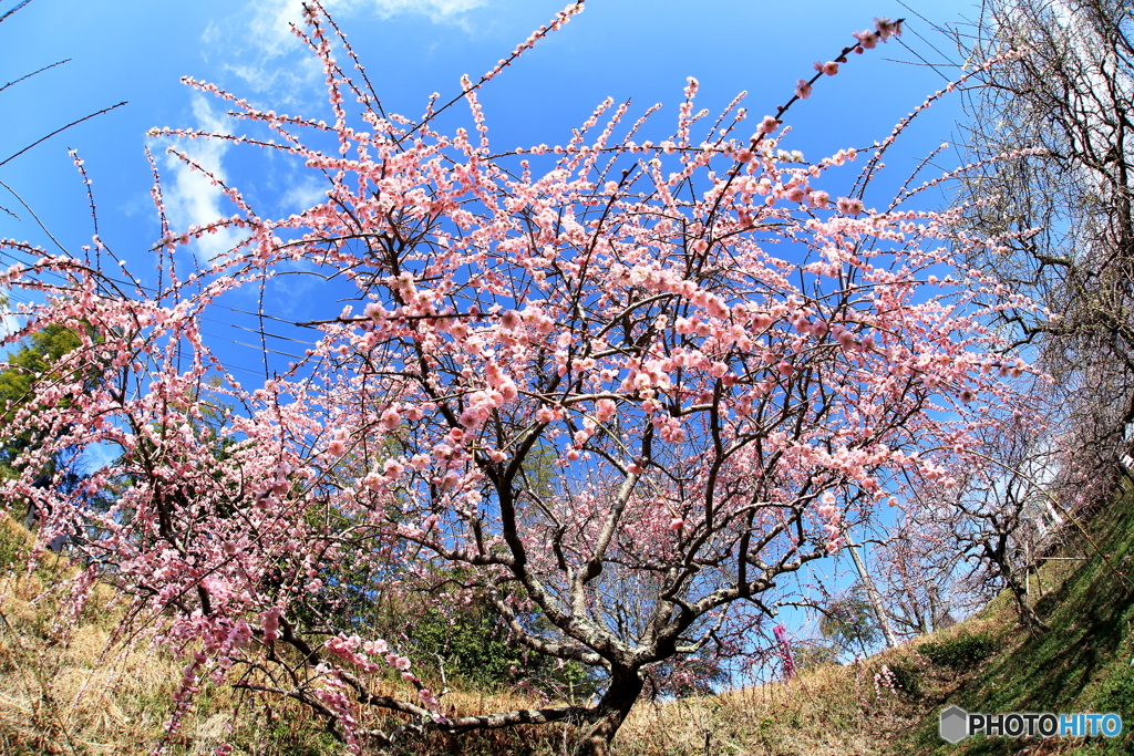 春空に花花