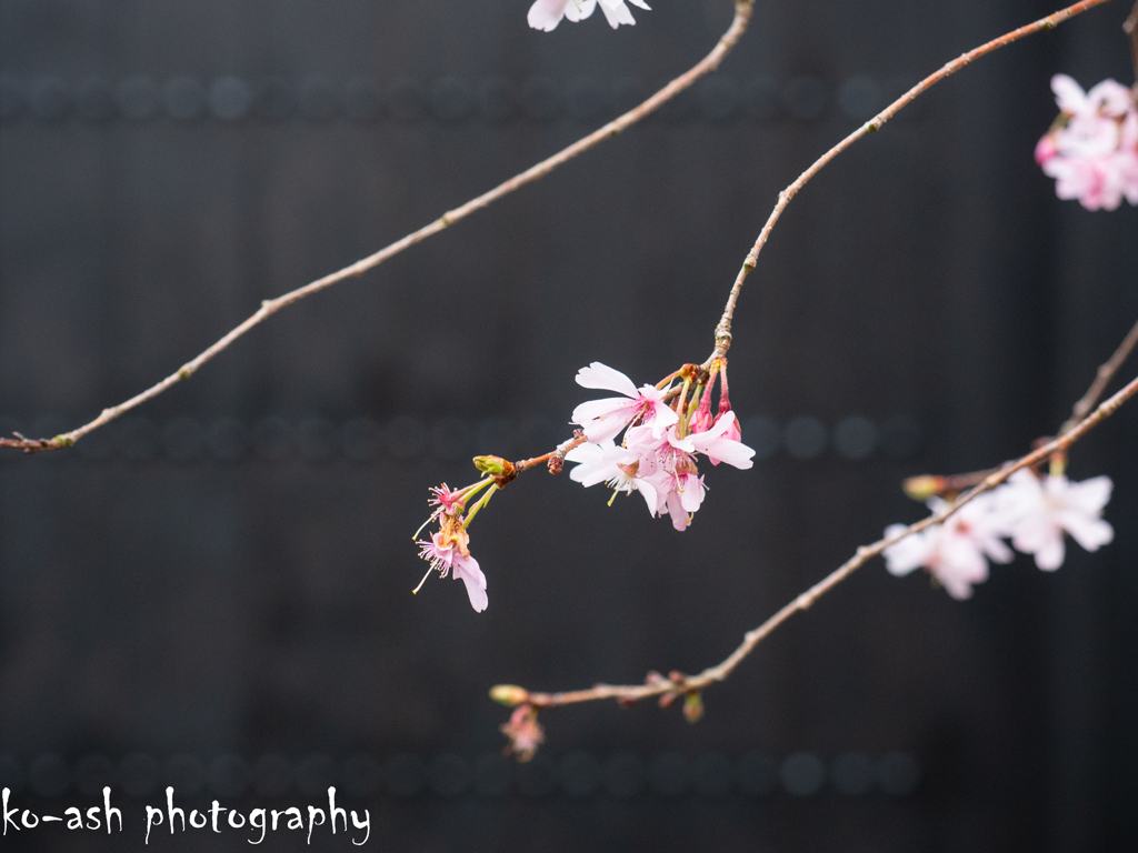 花舞