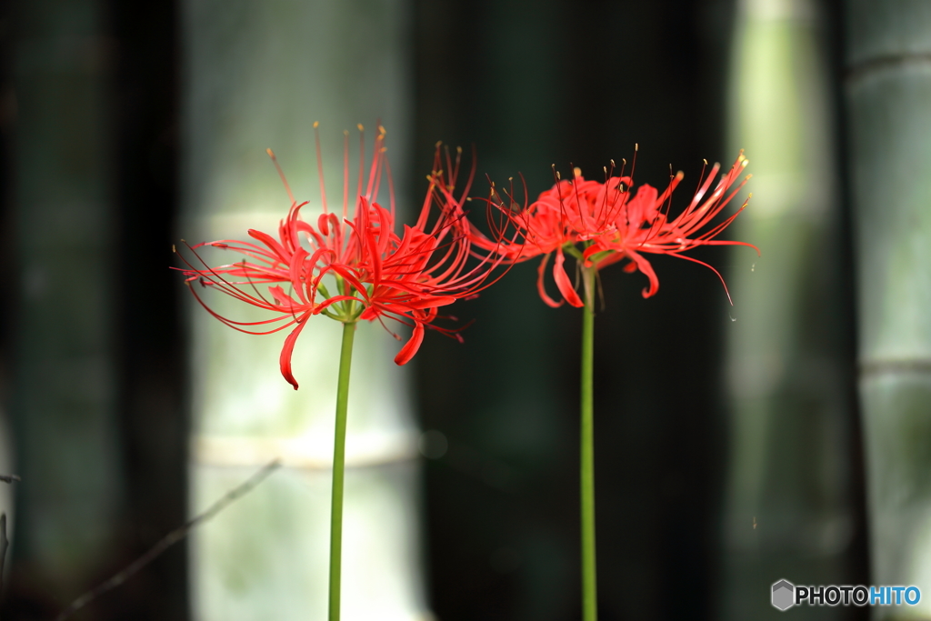 竹林の中の彼岸花