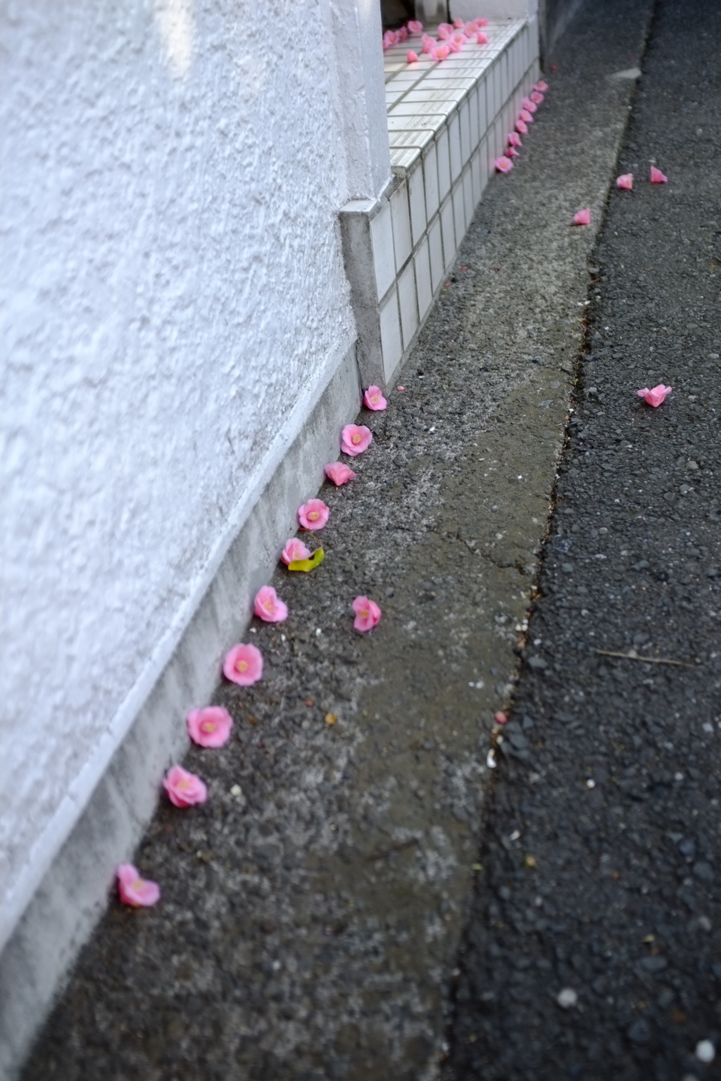 誰が並べたのかな？