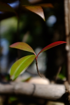 三つ葉２