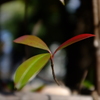三つ葉２