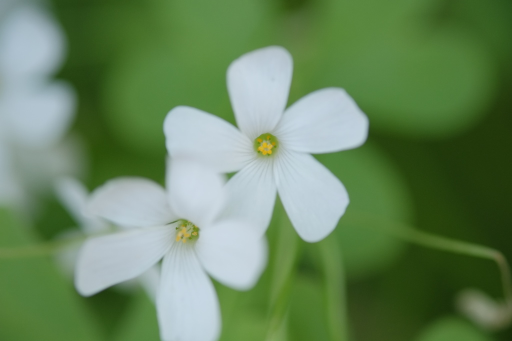 白い花