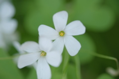白い花