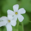 白い花