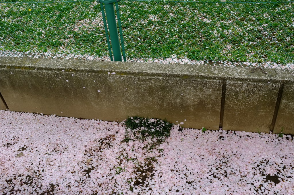 桜散る